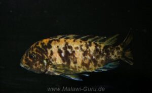 Metriaclima fainzilberi 'Ikombe'